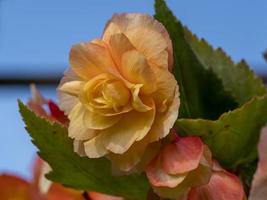 mooie perzikbegonia die bloeit in een serre foto