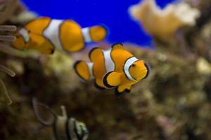 weinig kleurrijk clown vis zwemmen tussen anemonen in de blauw zout water aquarium foto