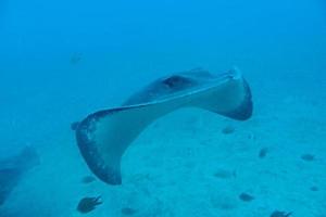 stil kalmte onderzees wereld met vis leven in de atlantic oceaan foto