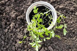 groen tomaat zaailingen in pot Aan grond in tuin foto