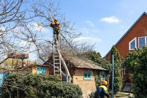 boomverzorgers ontmanteling okkernoot boom in land werf foto