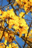 bloesem dwerg gouden troef bloemen met blauw lucht. tabebuia chrysotricha bloemen foto