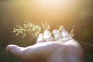 hand- Holding mooi gras bloemen met natuurlijk zonlicht. vrede en vriendschap van Valentijnsdag dag concept. foto