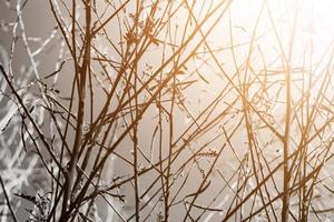 silhouet van droog boom takken in natuurlijk zonlicht. halloween concept foto