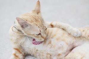 oranje gestreept kat genieten en kom tot rust Aan beton verdieping met natuurlijk zonlicht foto