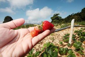 boer hand- Holding vers rood aardbei boerderij en landbouw Bij noordelijk van Thailand foto