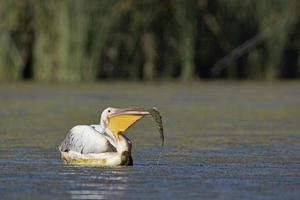 grote witte pelikaan - pelecanus onocrotalus, Kreta foto