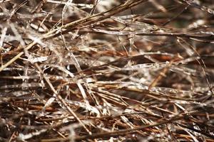 droog blad op brunch met zonlicht in natuurpark en bos foto