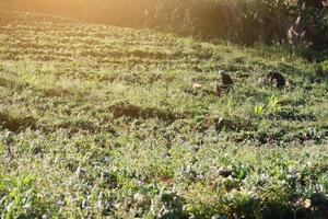 vrouw bergstammen is aardbei landbouw met mooi natuurlijk zonlicht in de ochtend- Aan plantage boerderij in Thailand foto