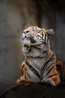 Sumatraanse tijger in dierentuin foto
