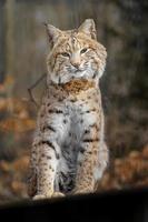 portret van bobcat foto