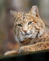 portret van bobcat foto