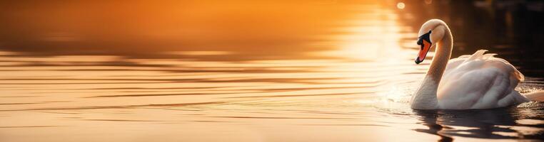 banier wit zwaan in een meer in zonsondergang lichten. gegenereerd ai foto