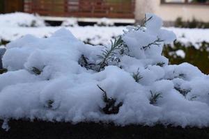 sneeuw gedekt planten foto