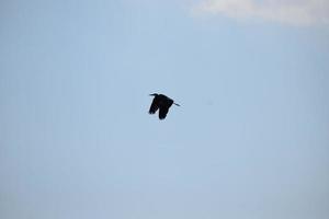 vogel in de lucht foto