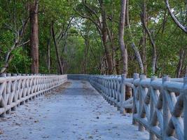 beton loopbrug langs de kust van de mangrove Woud foto