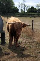 een visie van een hoogland koe foto