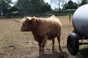 een visie van een hoogland koe foto