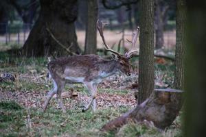 een visie van sommige braak hert in de shropshire platteland foto