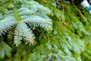 dichtbij omhoog Kerstmis boom bladeren achtergrond. foto