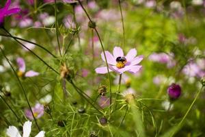 roze madeliefjes bloem in een bloembed met hommel tegen een achtergrond van groen bladeren foto