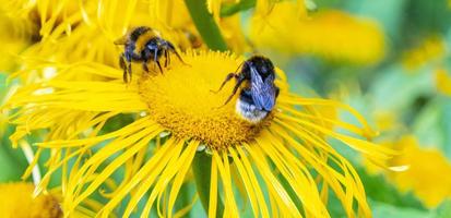 bij verzamelen nectar van een mooi bloem foto