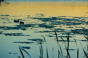 eend silhouet in gouden zonsondergang foto