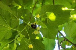 tilia, linde boom, basswood of limoen boom met niet in bloei bloesem. tilia boom is gaan naar bloeien. een bij verzamelt limoenkleurig honing foto