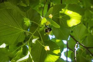 tilia, linde boom, basswood of limoen boom met niet in bloei bloesem. tilia boom is gaan naar bloeien. een bij verzamelt limoenkleurig honing foto