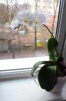 foto orchidee wit phalaenopsis in een pot