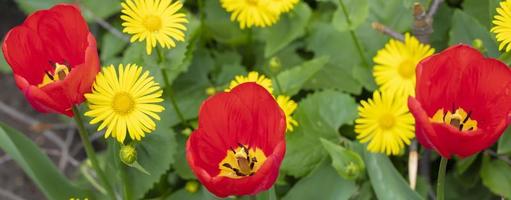 banier rood bloemen tulpen Aan een geel achtergrond. foto