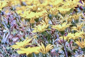 achtergrond met bloemen foto