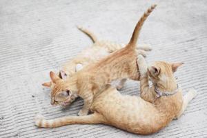 moeder kat en katje oranje gestreept kat slapen en kom tot rust Aan beton weg met natuurlijk zonlicht foto