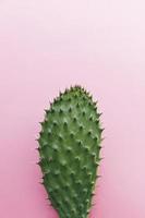 cactus met veel doornen op roze achtergrond