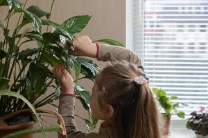 een 4 jaar oud meisje duurt zorg van huis planten. huis aanplant van kinderjaren concept foto