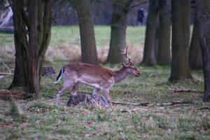 een visie van sommige braak hert in de shropshire platteland foto