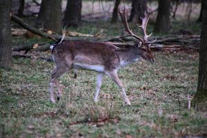 een visie van sommige braak hert in de shropshire platteland foto