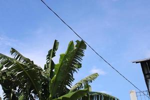 foto van banaan boom bladeren tegen blauw lucht