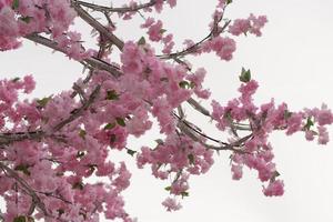 roze bloemen. bloemen Aan wit achtergrond. kunstmatig kers bloeit. foto