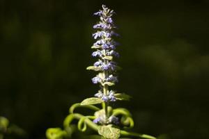 bloemen in park. mooi fabriek. zomer bloeiend. foto