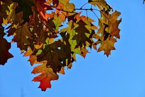 rood herfst achtergrond van eik bladeren Aan een blauw lucht achtergrond foto