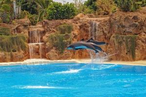 tonen van opleiding een groot volwassen dolfijn zoogdier in een dierentuin park Aan een zonnig dag foto
