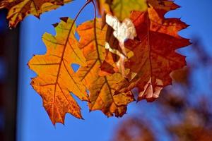 rood herfst achtergrond van eik bladeren Aan een blauw lucht achtergrond foto