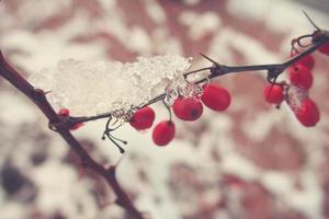 rood berberis fruit gedekt met winter ijs foto