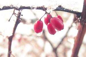 rood berberis fruit gedekt met winter ijs foto