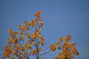 rood herfst achtergrond van eik bladeren Aan een blauw lucht achtergrond foto