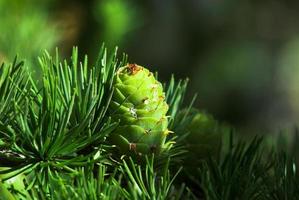 pijnboom achtergrond groen foto