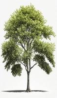 Amerikaans beuken bomen, 3d weergave, voor illustratie, digitaal samenstelling, architectuur visualisatie, genereren ai foto