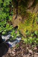 poten met sportschoenen van Mens in de buurt een boom Aan Woud. liefde naar natuur. foto