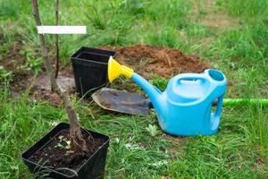 een appel boom zaailing in de tuin is bereid voor aanplant in de Open grond. fruit boom van de kinderkamer, groeit biologisch fruit Aan uw plaats foto